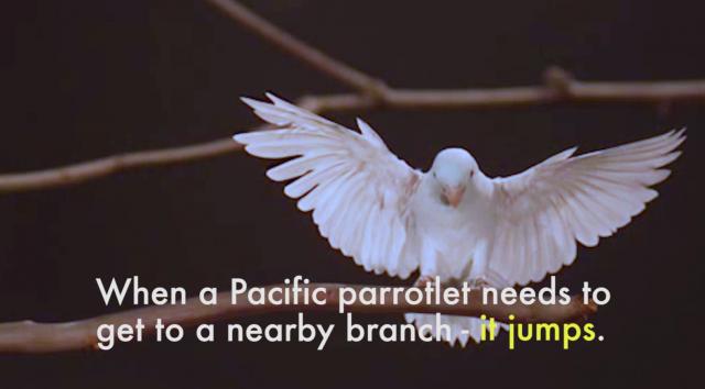 Was this how dinosaurs began flying?