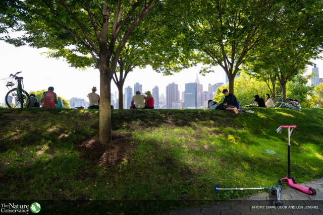 Urban Trees and Community Planning