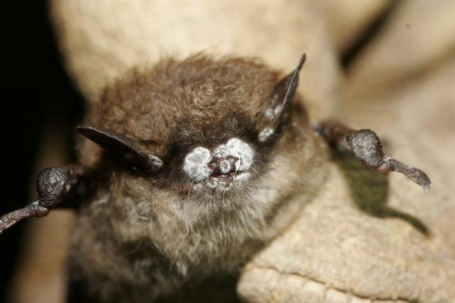 White Nose Syndrome is Killing Mammoth Cave’s Bats