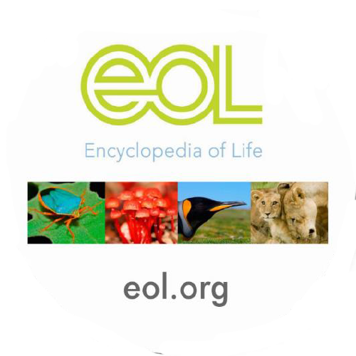 Interdependence Activity 3: Food Chains Rummy (High School)